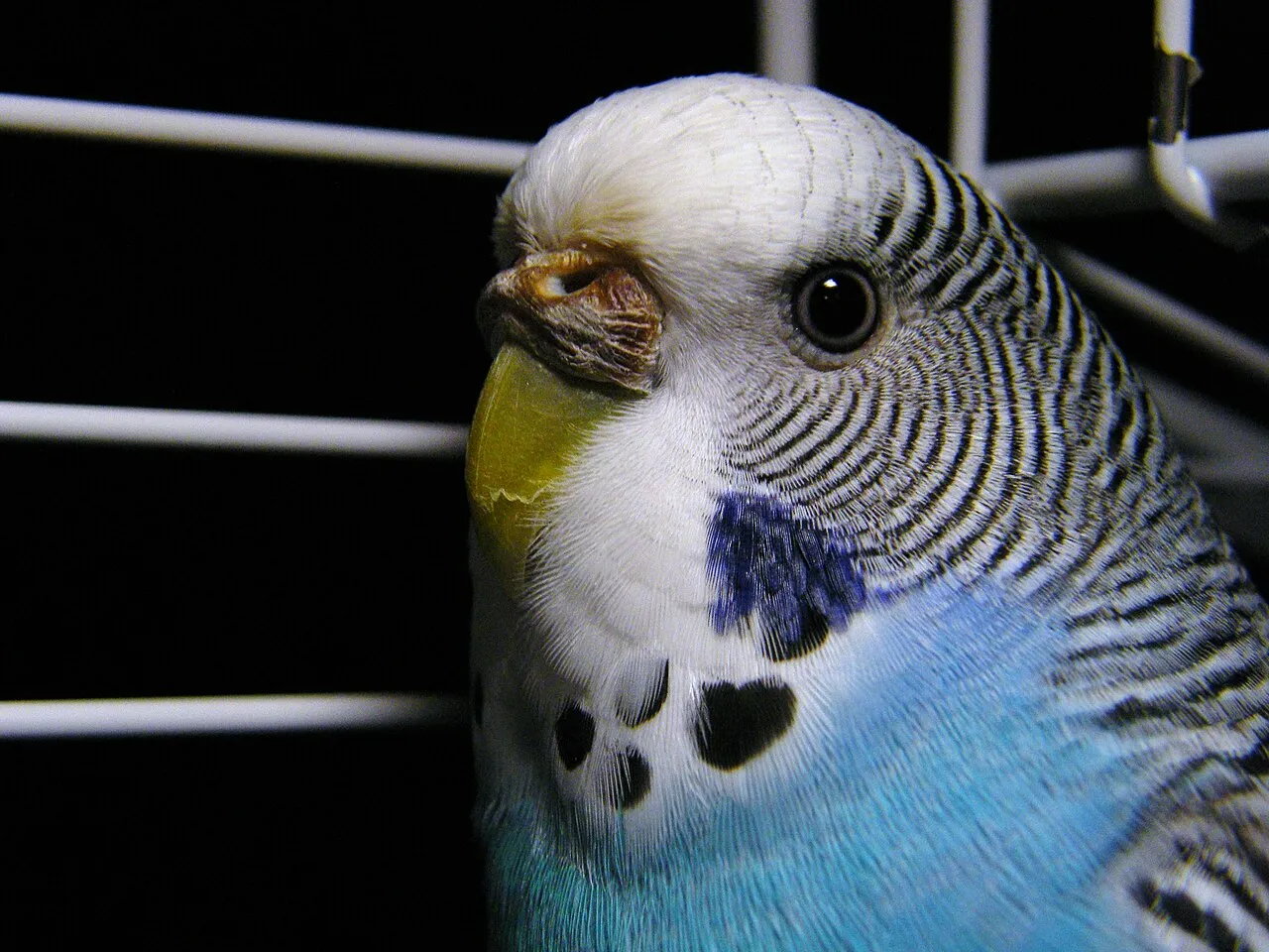 Ácaros en aves: cómo detectarlos y eliminarlos
