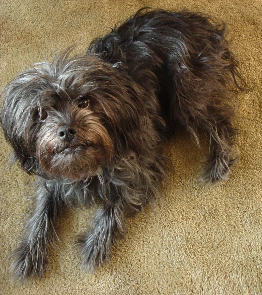 Foto de Affenpinscher
