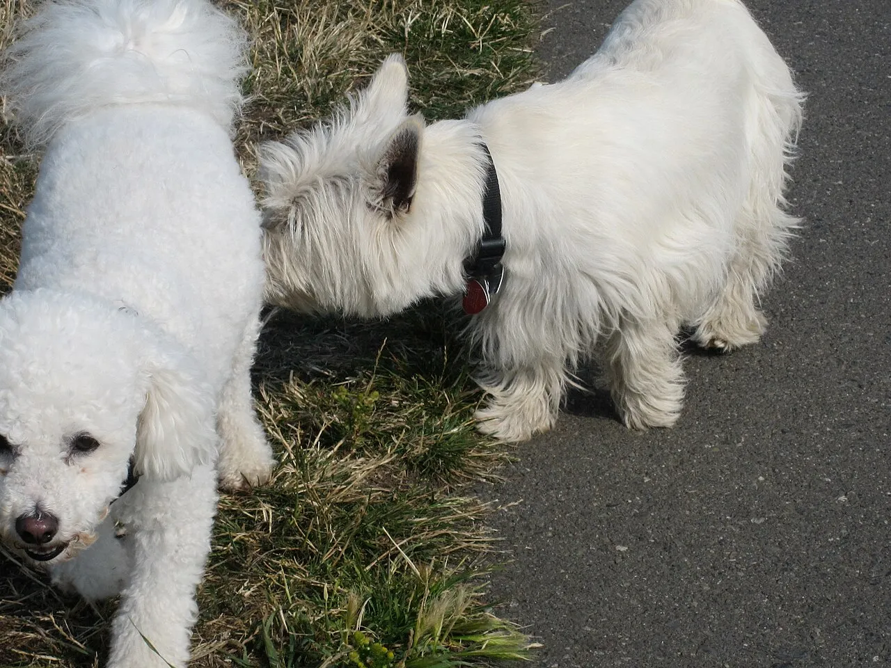 Mi perro es agresivo con otros perros: por qué y qué hacer