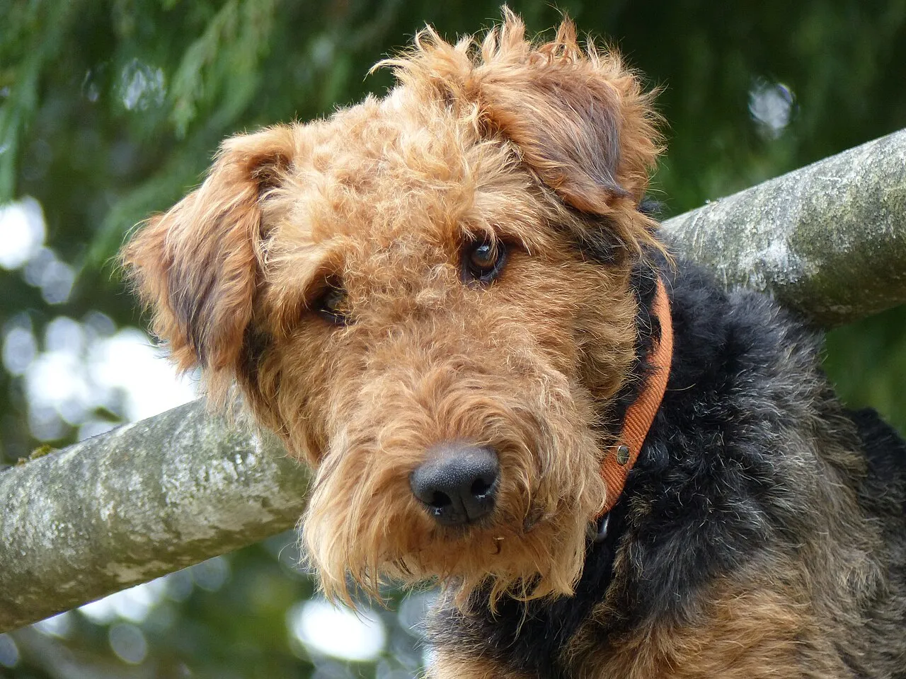 Foto de Airedale Terrier