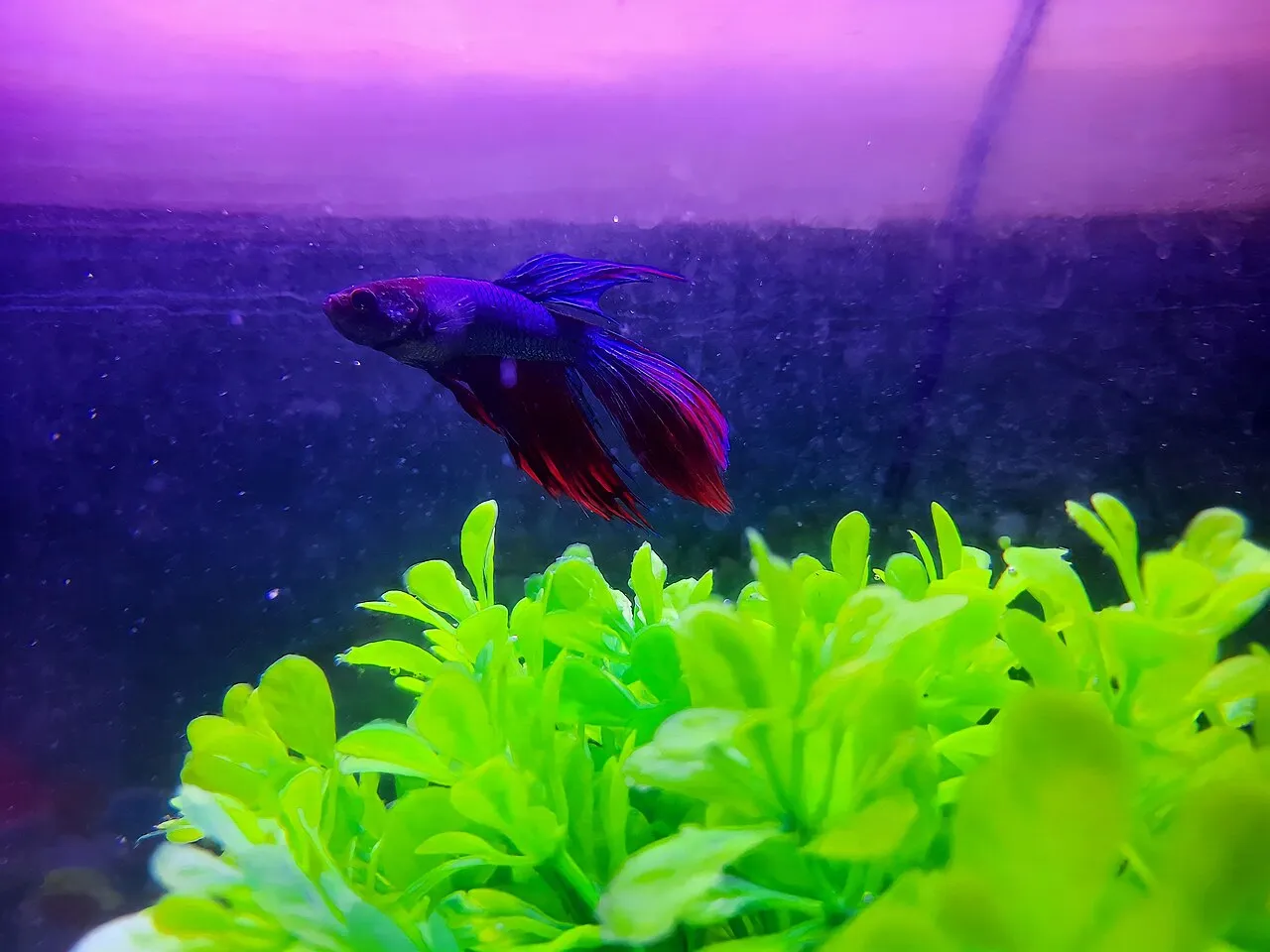 Aletas podridas en peces (fin rot): causas y tratamiento