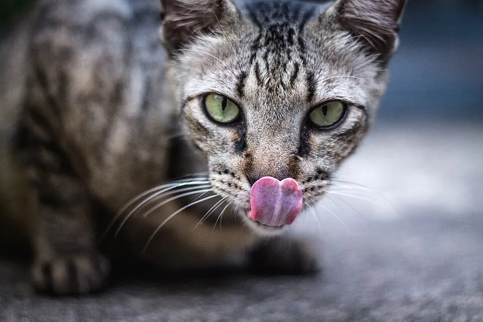 Cuánto debe comer mi gato