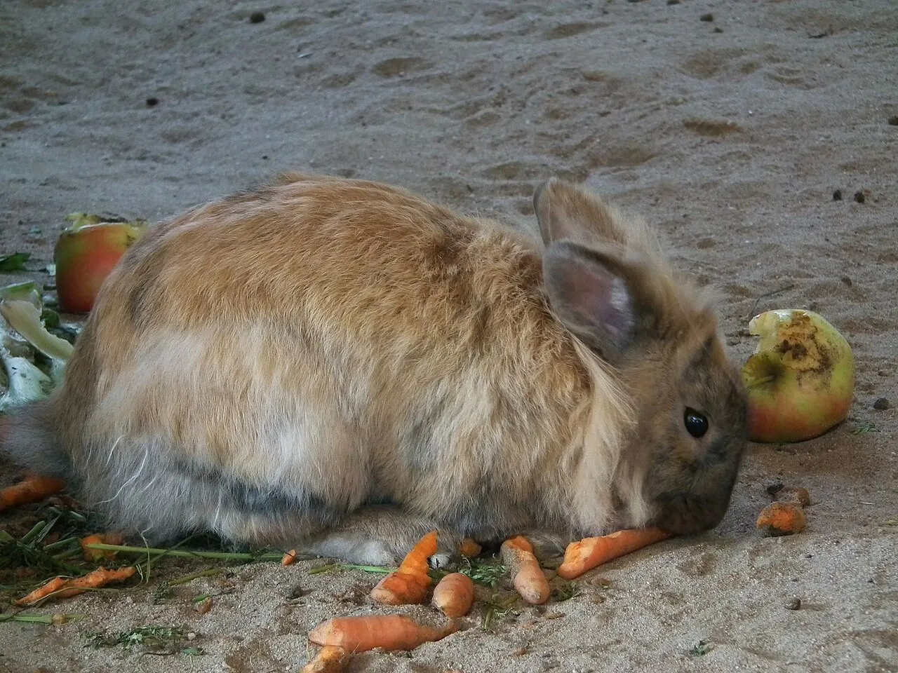 Alimentación
