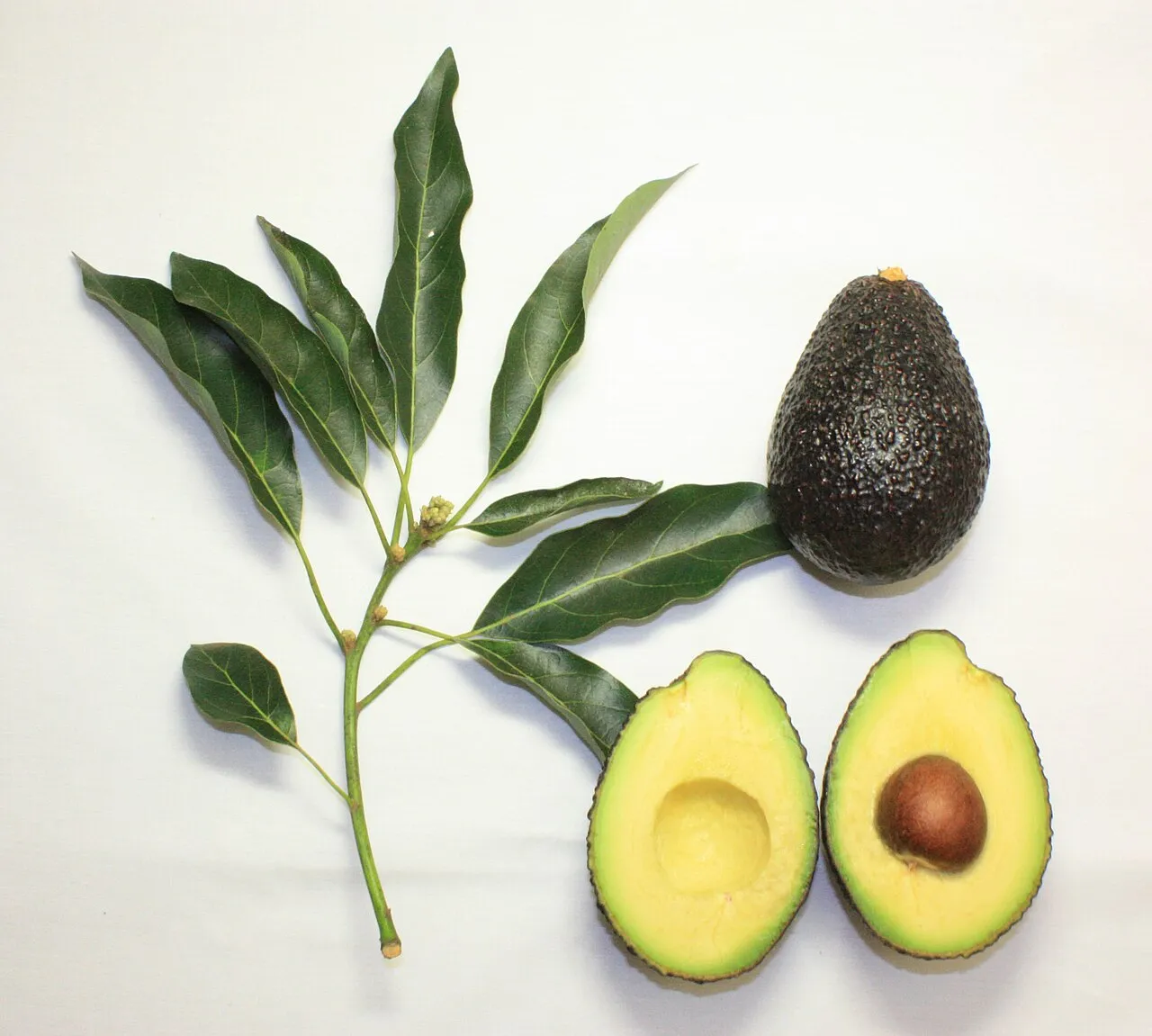 Aguacate entero y partido junto a una rama con hojas verdes