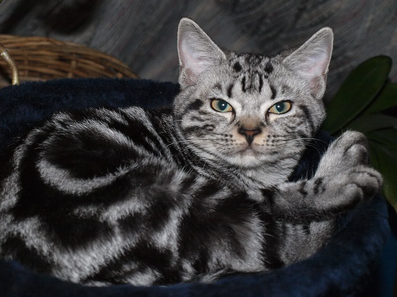 Foto de American Shorthair