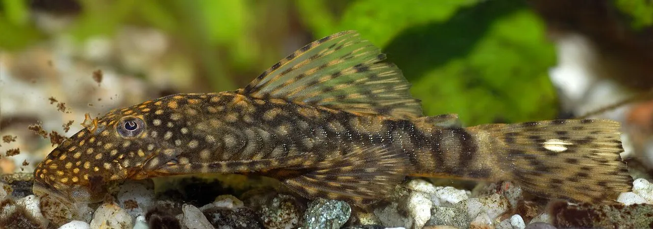 Foto de Ancistrus