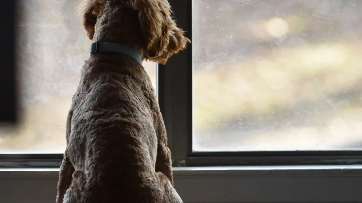 Ansiedad por separación en perros: señales y qué hacer