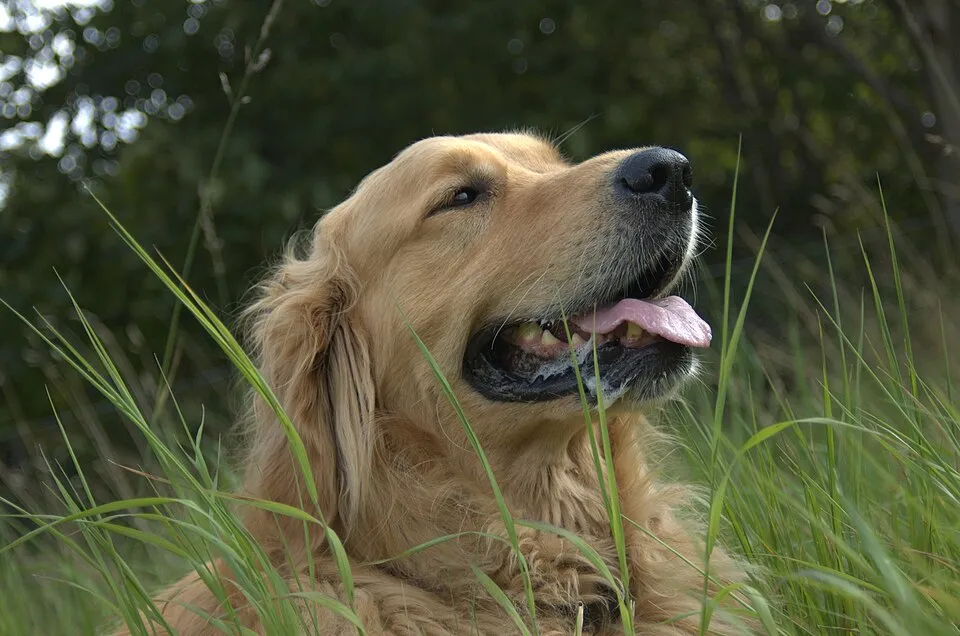 Quiero elegir una raza