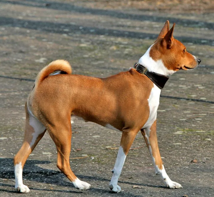 Foto de Basenji