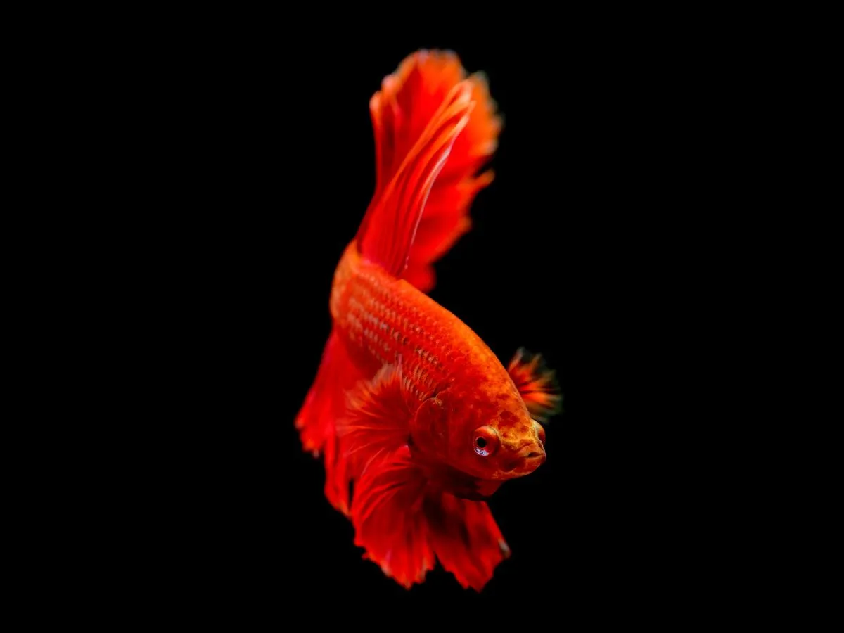 Foto de pez