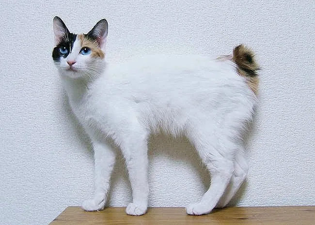 Foto de Bobtail Japonés