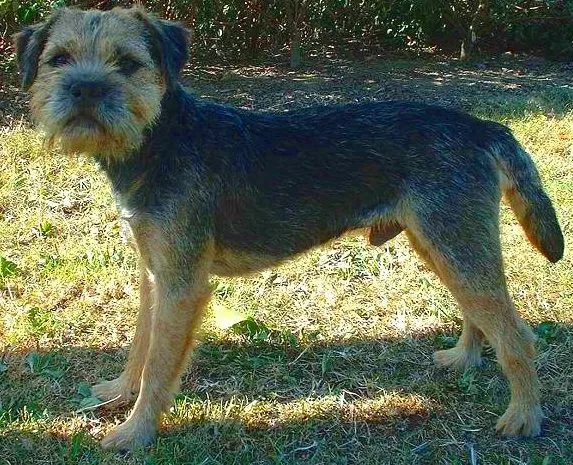 Foto de Border Terrier