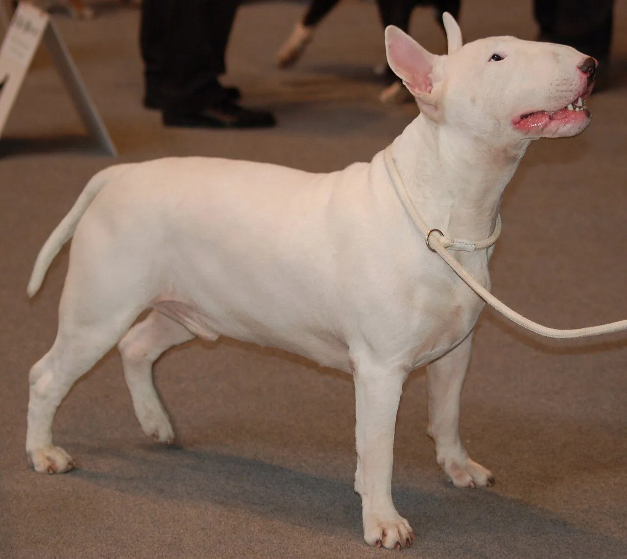 Foto de Bull Terrier