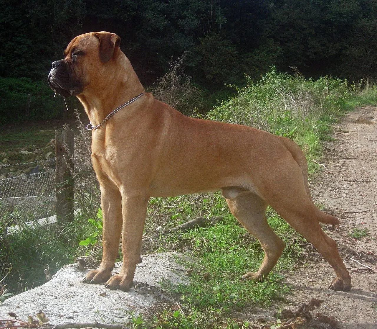 Foto de Bullmastiff