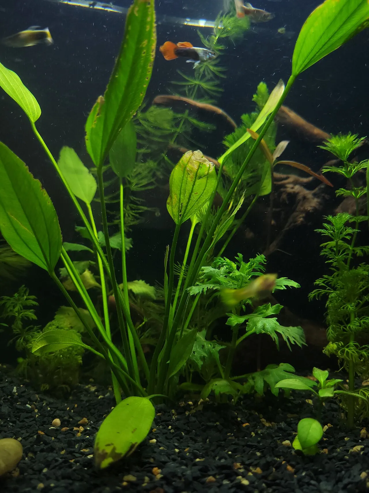 Guppys de colores nadando en un acuario plantado de agua dulce