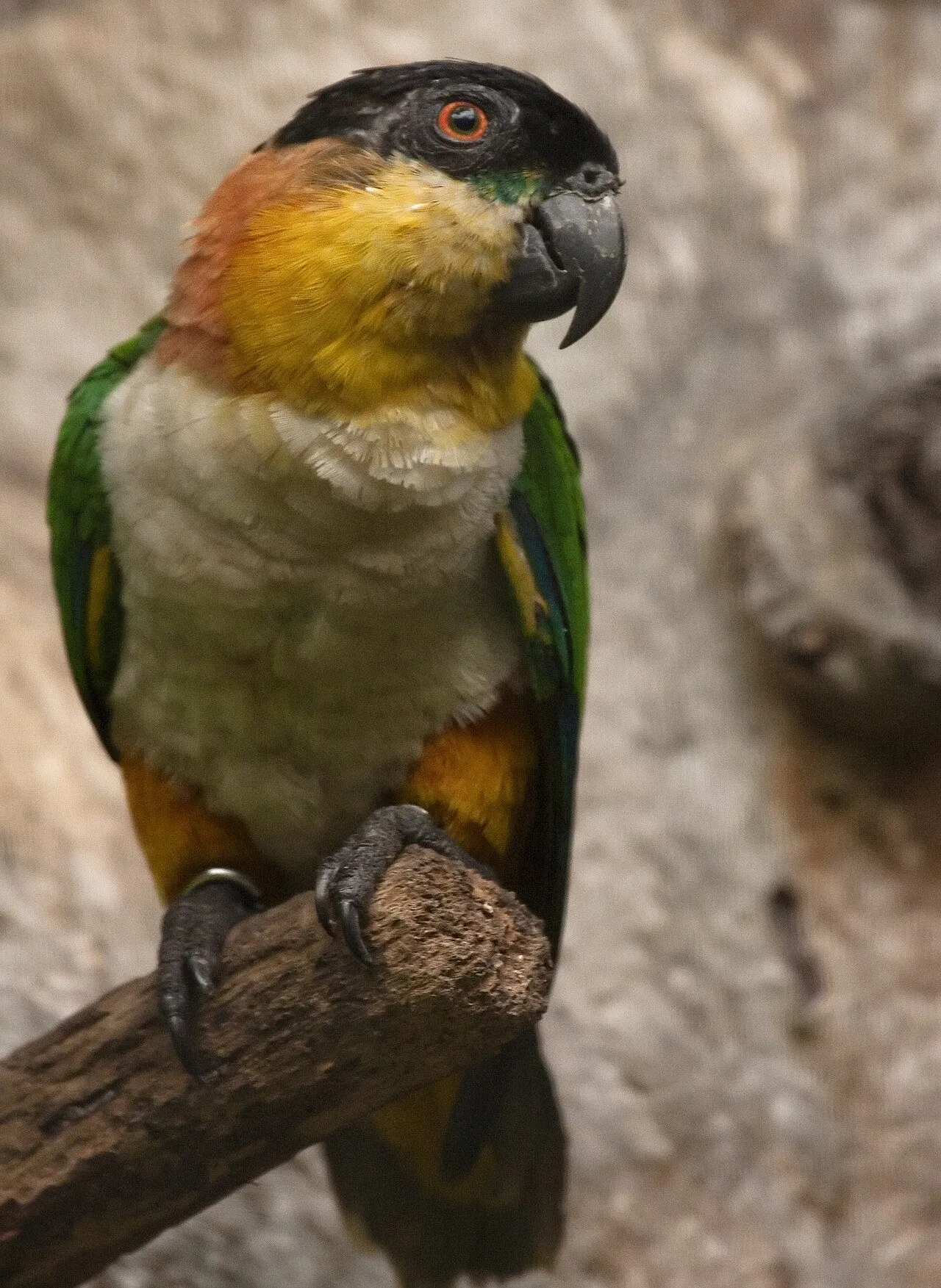 Foto de Caique