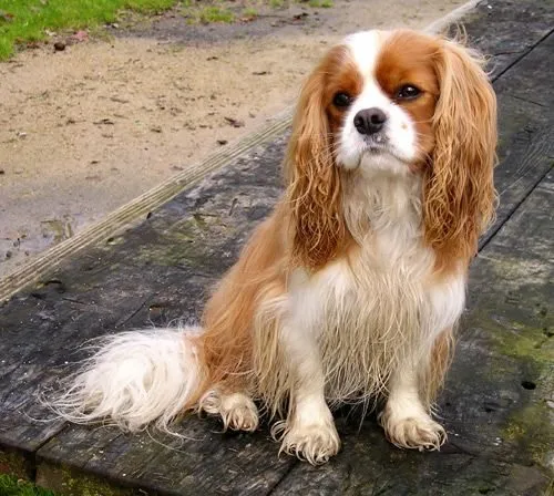 Foto de Cavalier King Charles Spaniel
