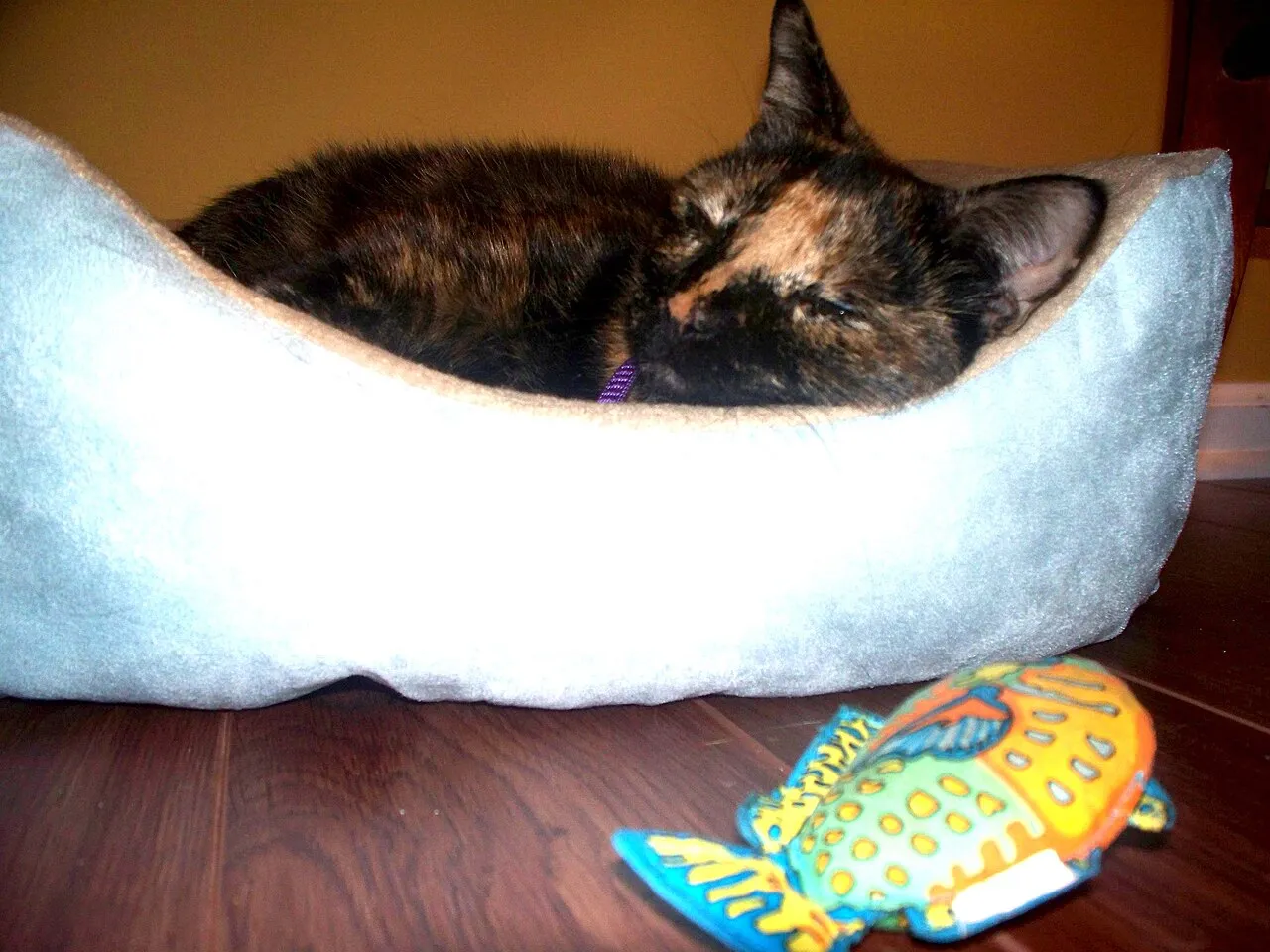 Gata adulta descansando tranquila en su cama dentro de casa