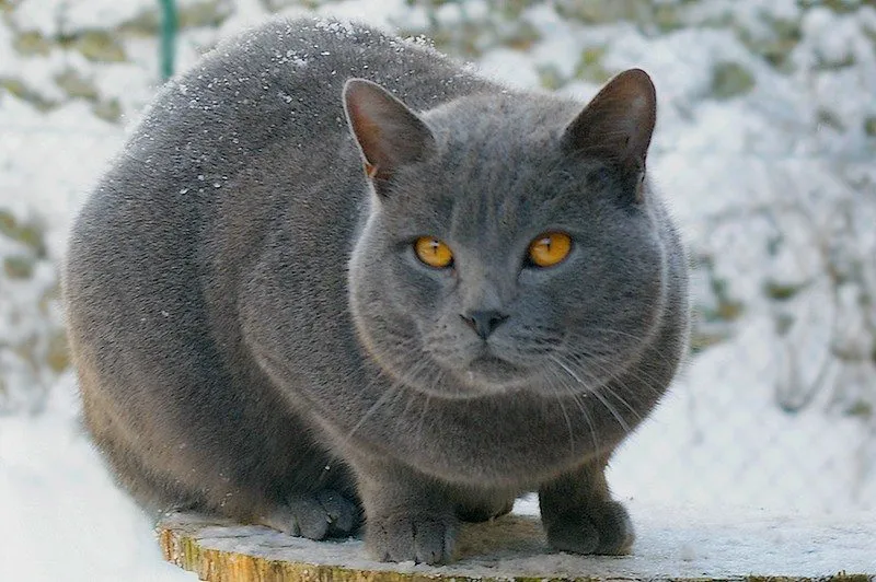 Foto de Chartreux