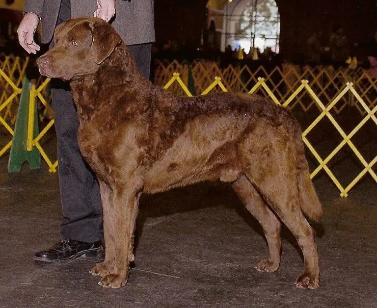 Foto de Retriever de la Bahía de Chesapeake