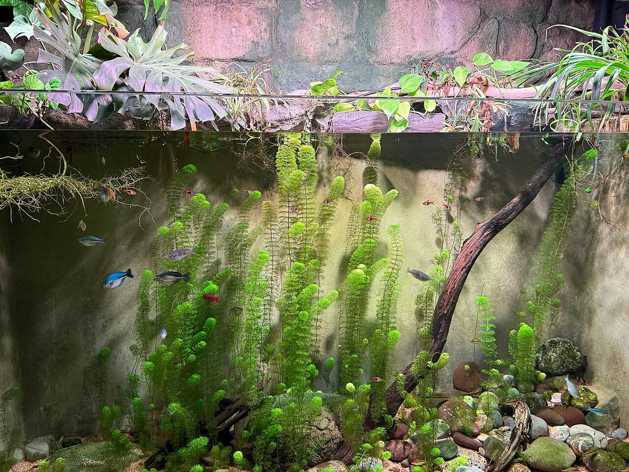 Ciclado del acuario: la guía que salva a tus peces