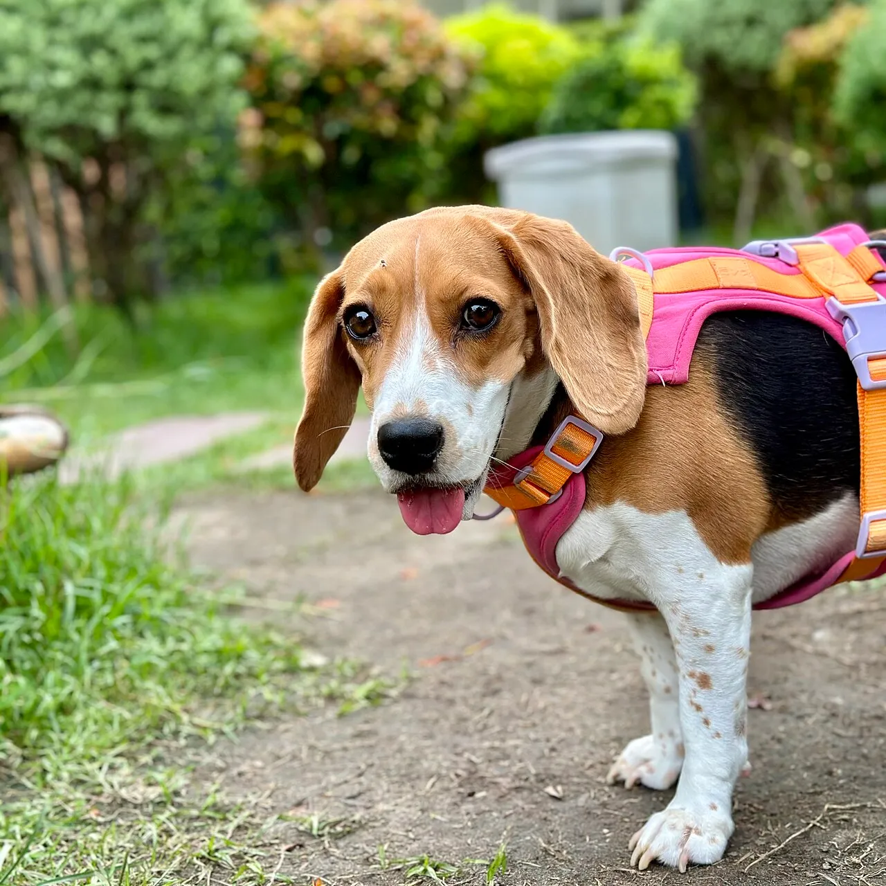 Beagle usando un arnés acolchado de colores durante un paseo en el parque