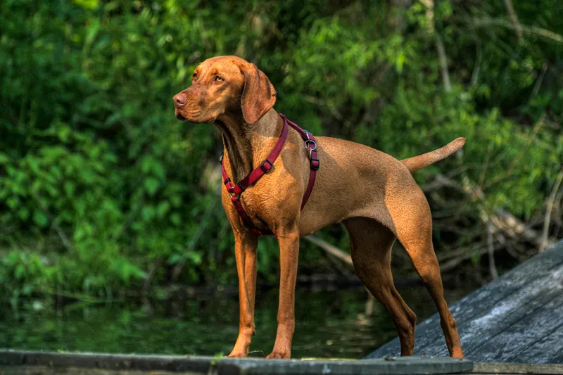 ¿Collar o arnés para tu perro? Cuál conviene y cómo elegirlo
