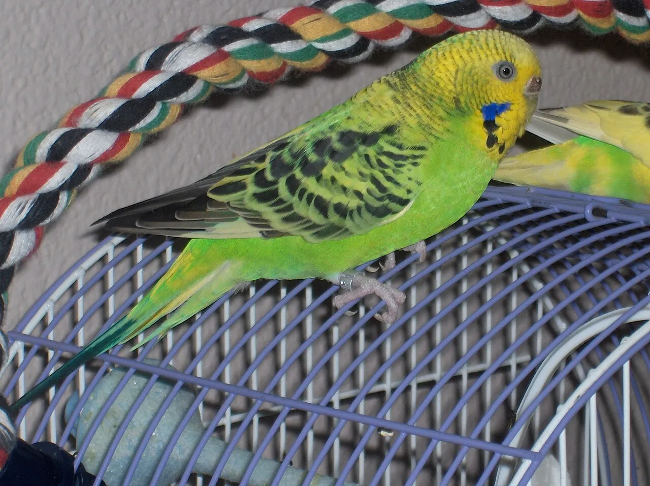 Comederos y bebederos para aves: cómo elegirlos