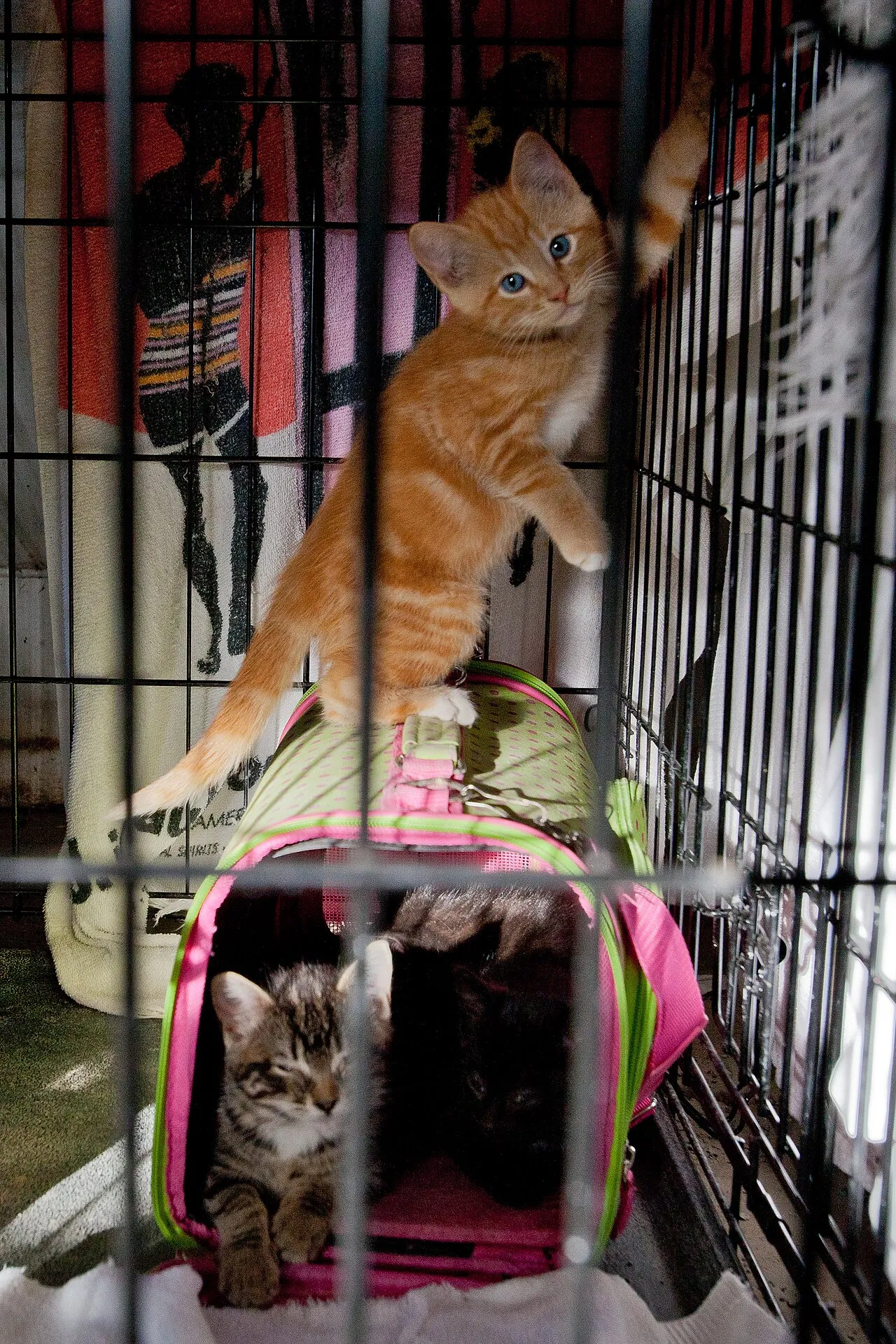 Cómo adoptar un gato en México: proceso, requisitos y costos