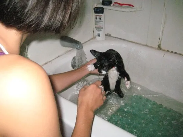 Persona bañando a un gatito mojado bajo el grifo en una tina