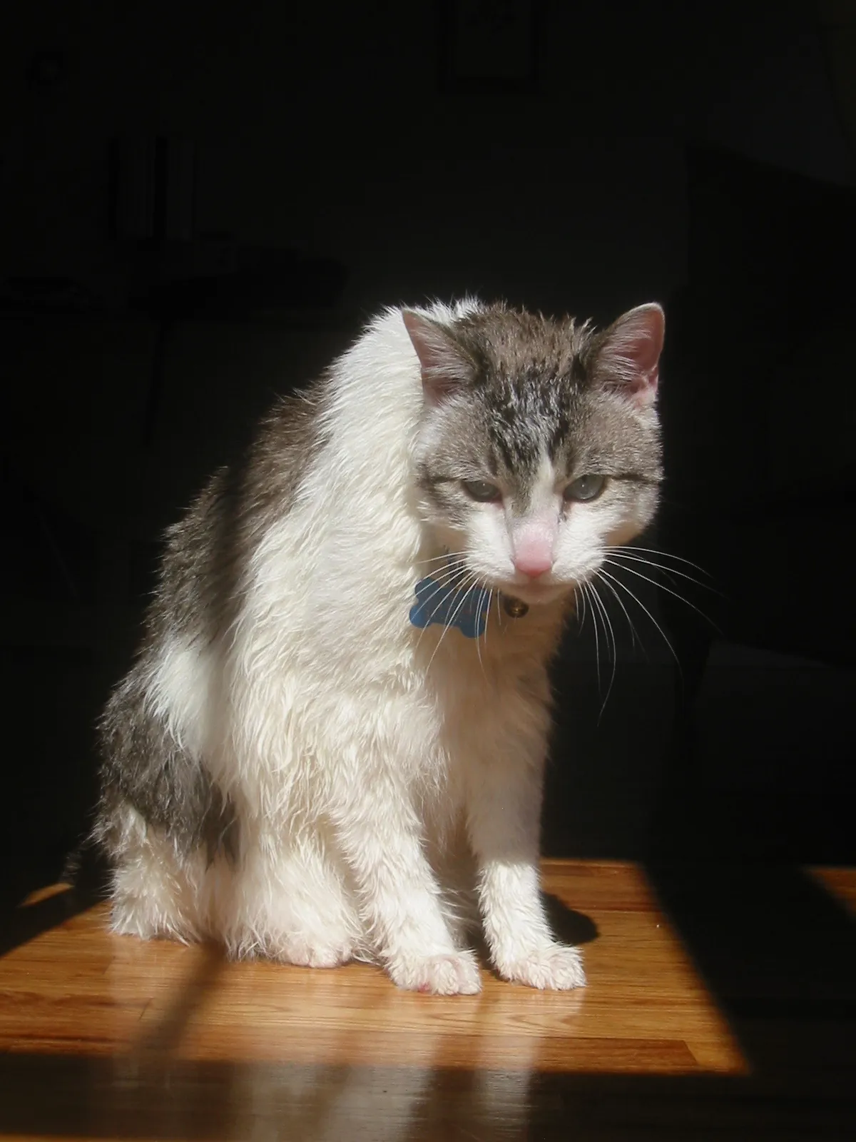 ¿Hay que bañar a los gatos? Cómo hacerlo sin traumas