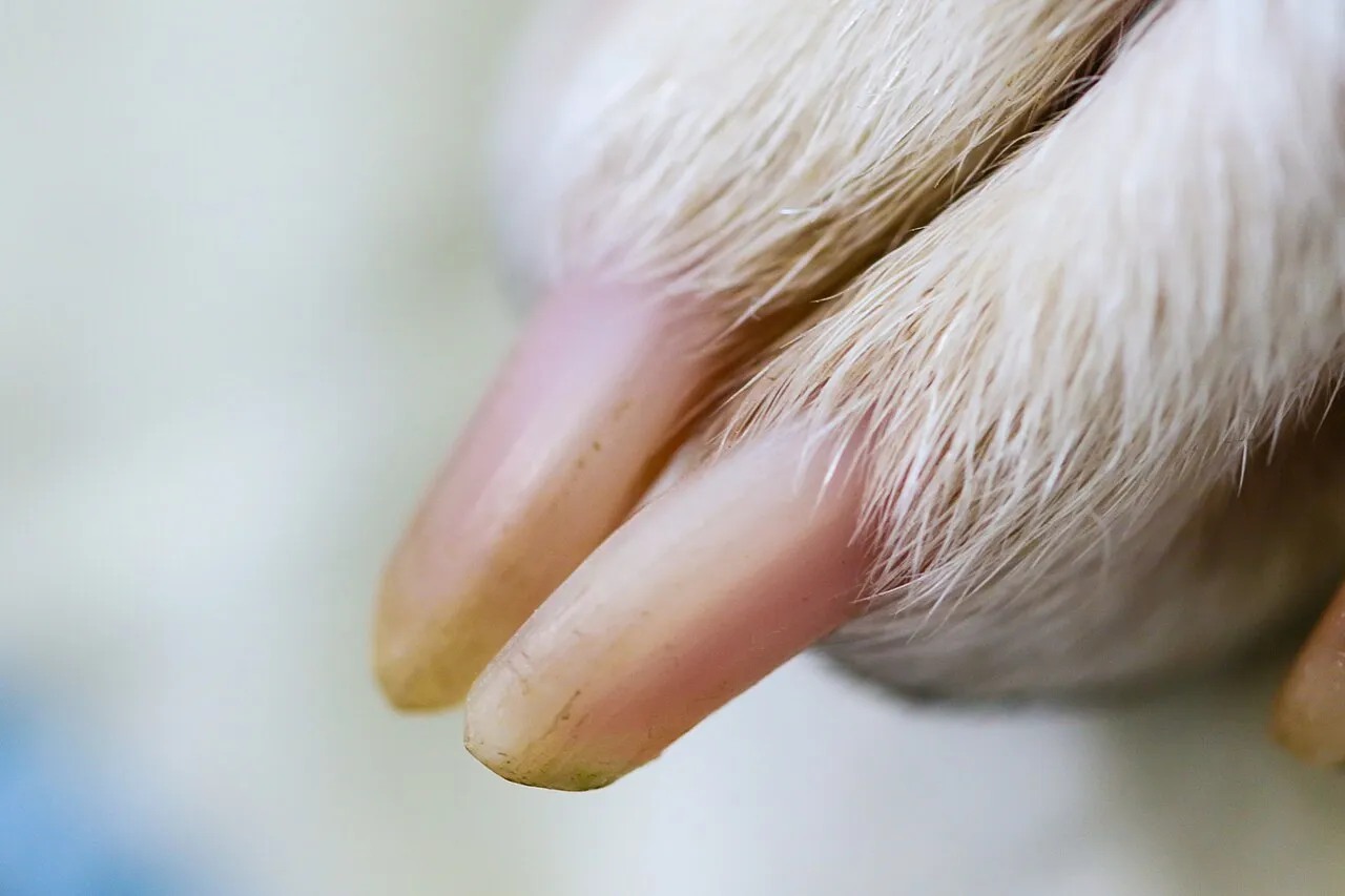 Primer plano de las uñas claras en la pata de un perro