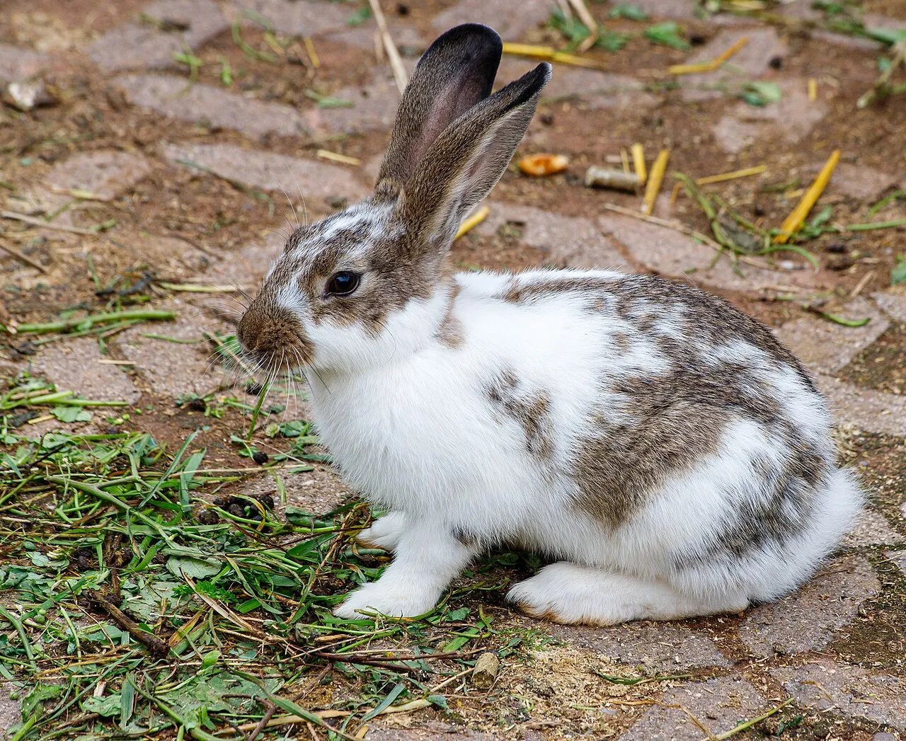 Cómo cuidar un conejo paso a paso
