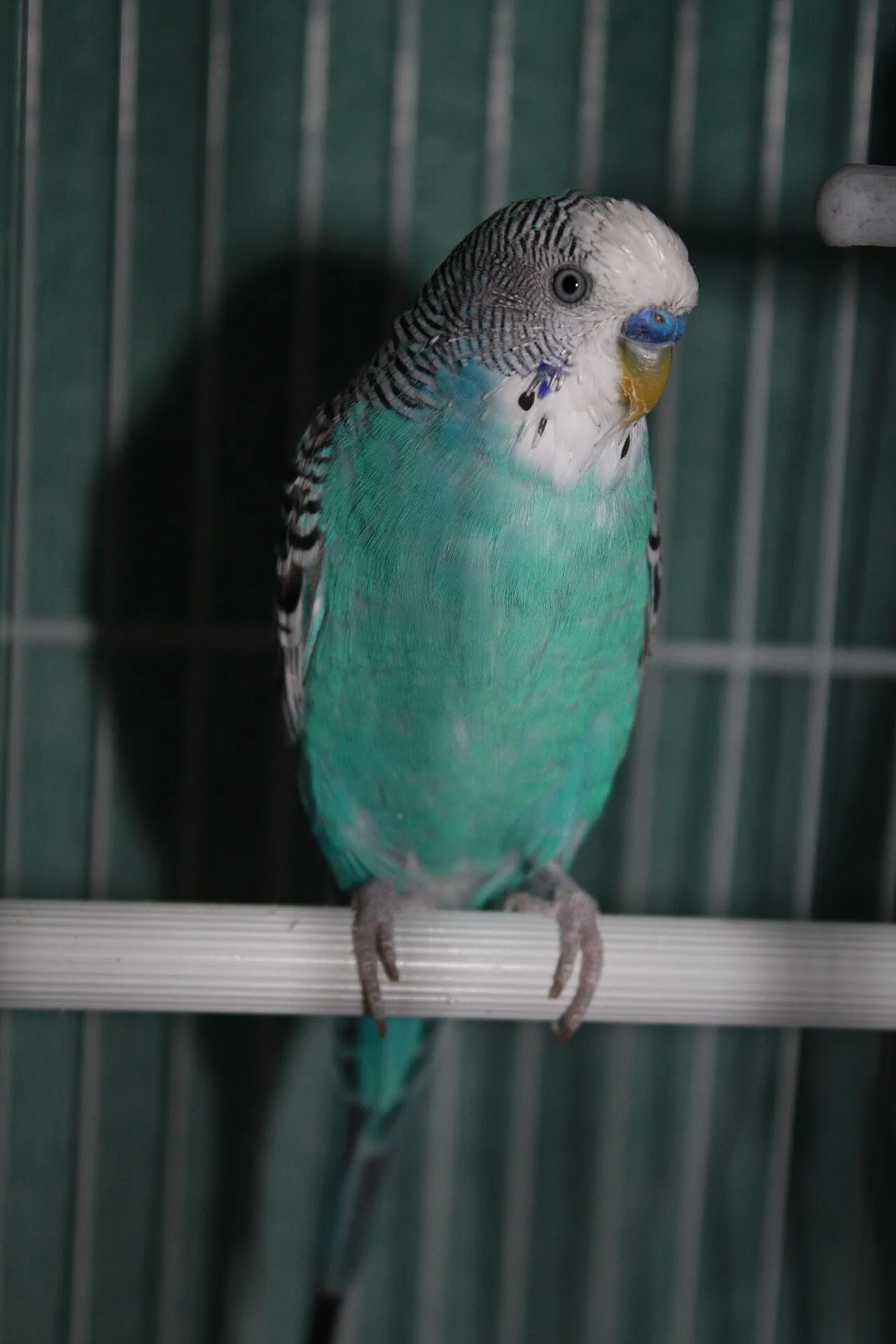 Periquito australiano azul posado sobre el barrote de su jaula