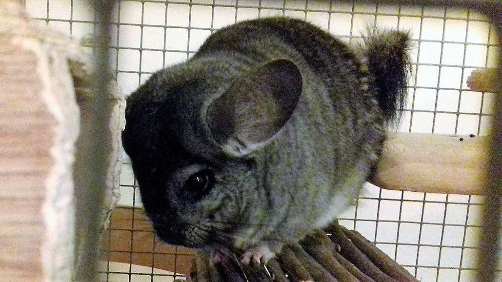 Chinchilla gris trepando entre las repisas de madera de su jaula amplia