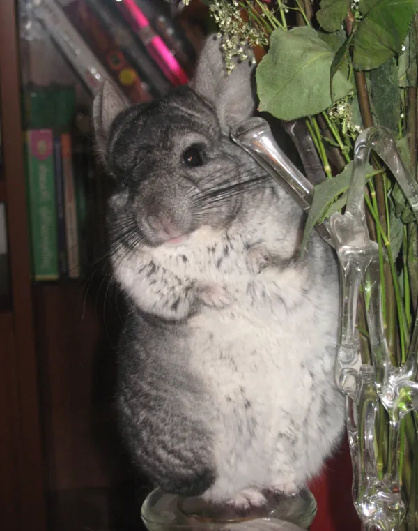 Cómo cuidar una chinchilla paso a paso