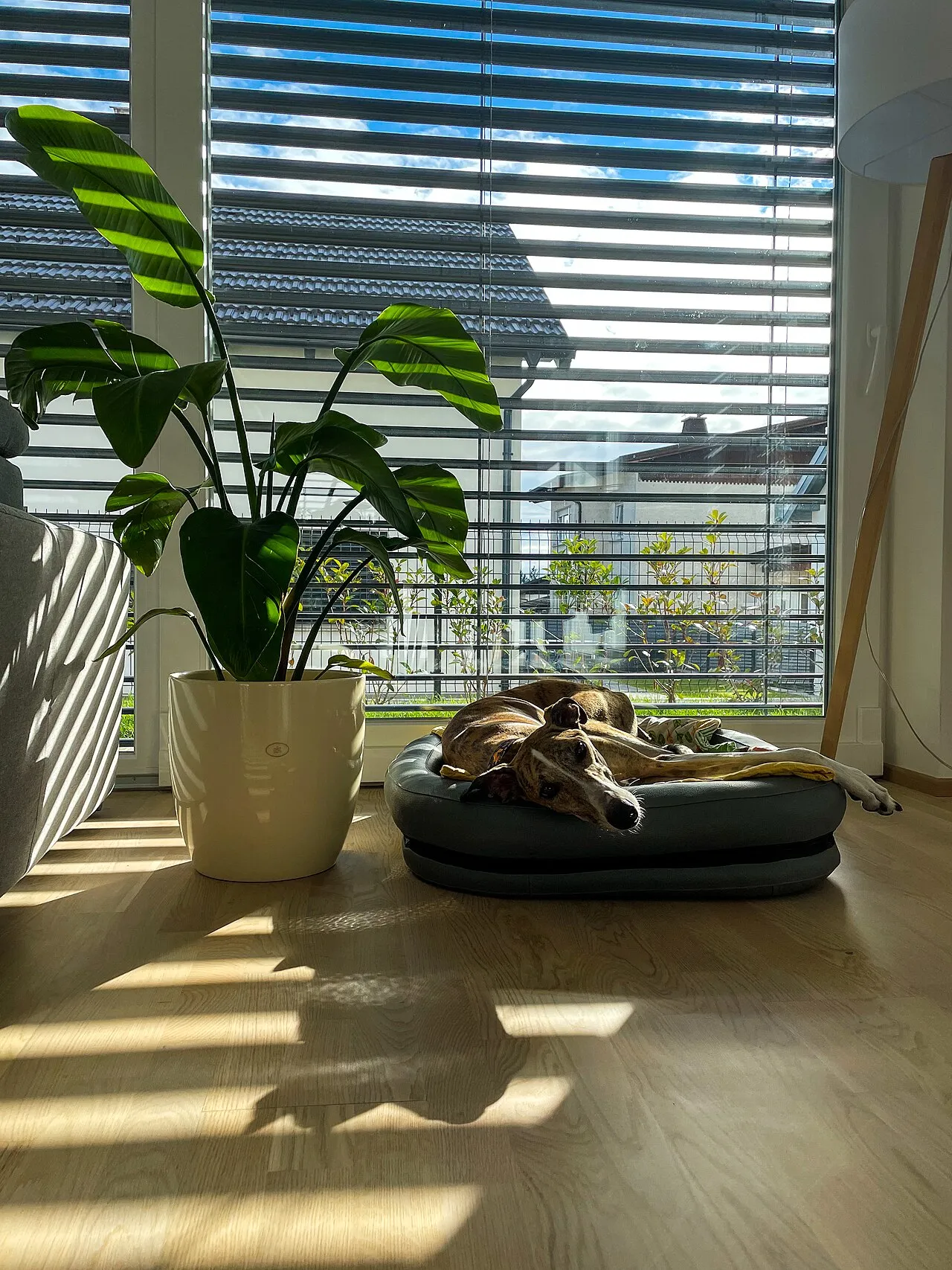 Perro descansando echado en su cama acolchada dentro de una sala iluminada