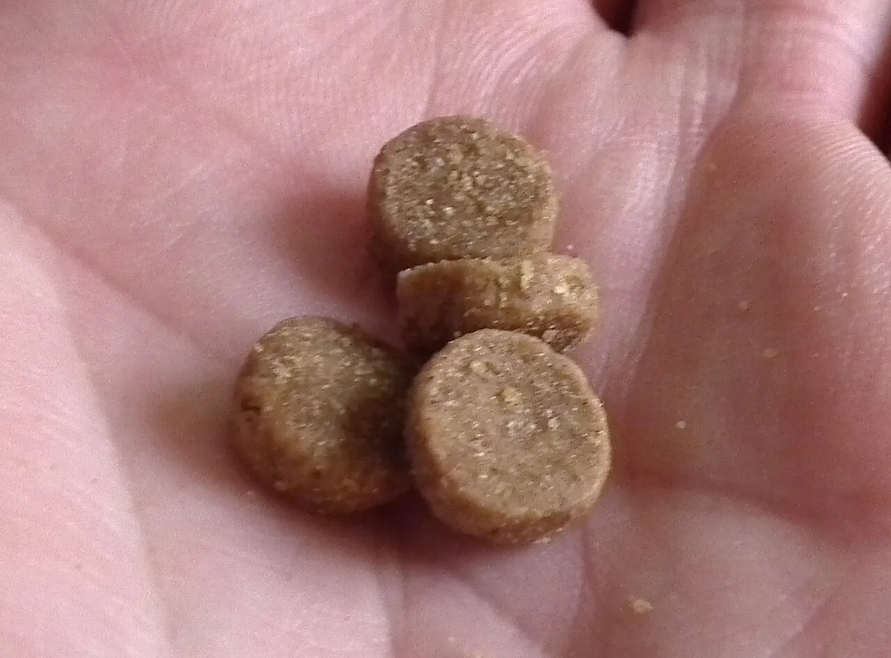 Cómo elegir las croquetas para tu gato