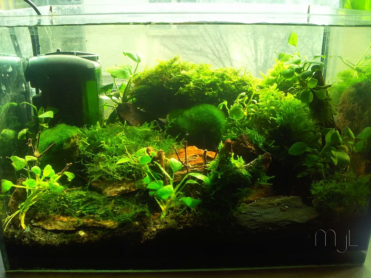 Acuario pequeño montado con filtro instalado y plantas listas para funcionar