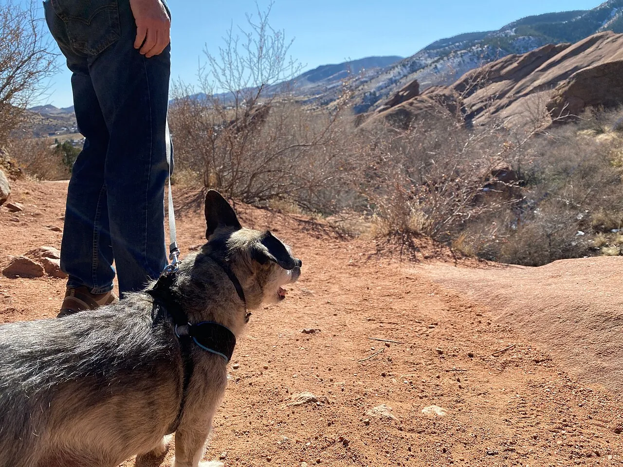 Perro con arnés paseando con correa por un sendero al aire libre