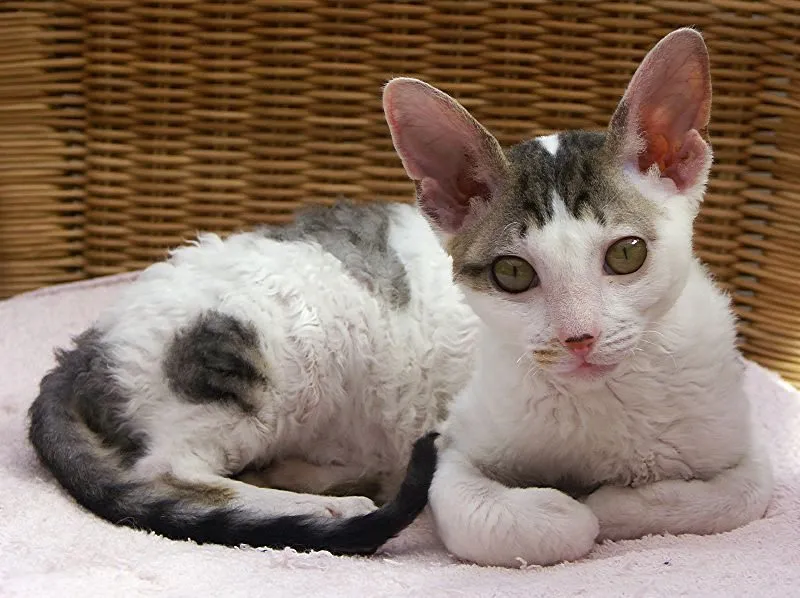 Foto de Cornish Rex