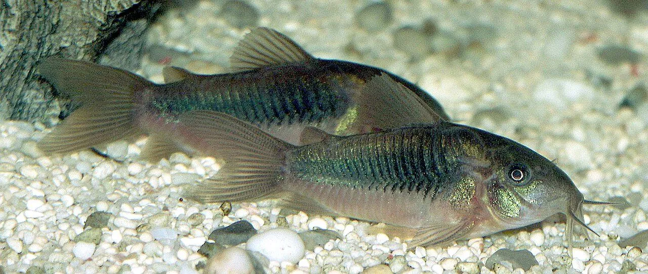 Foto de Corydora