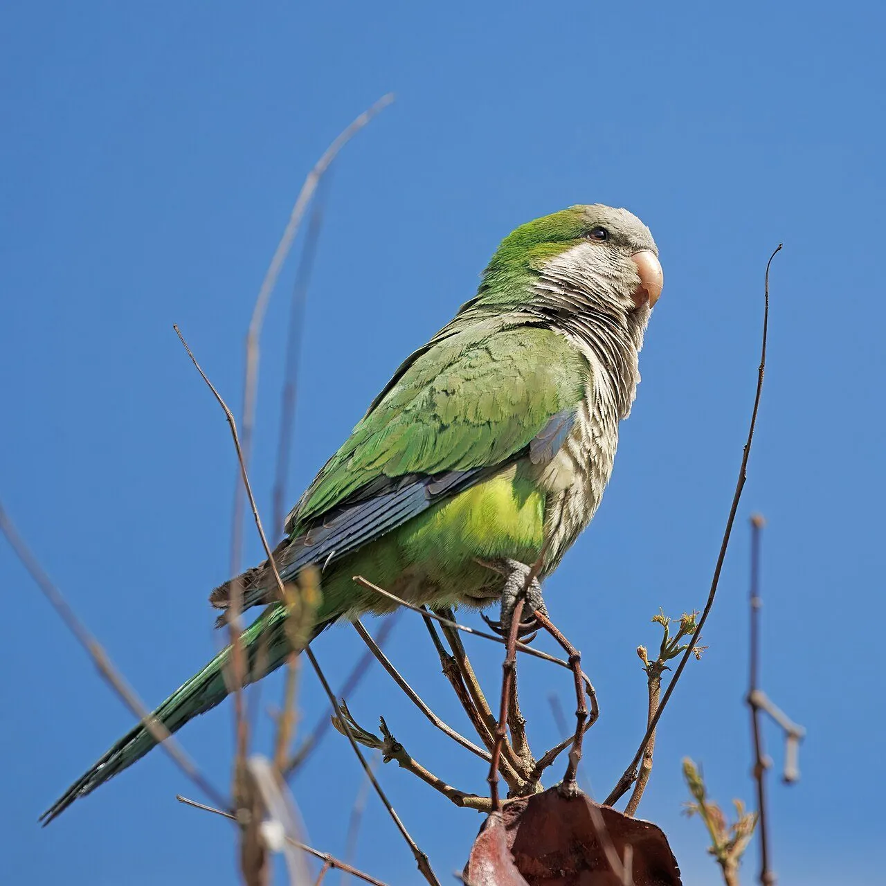 Foto de Cotorra Argentina