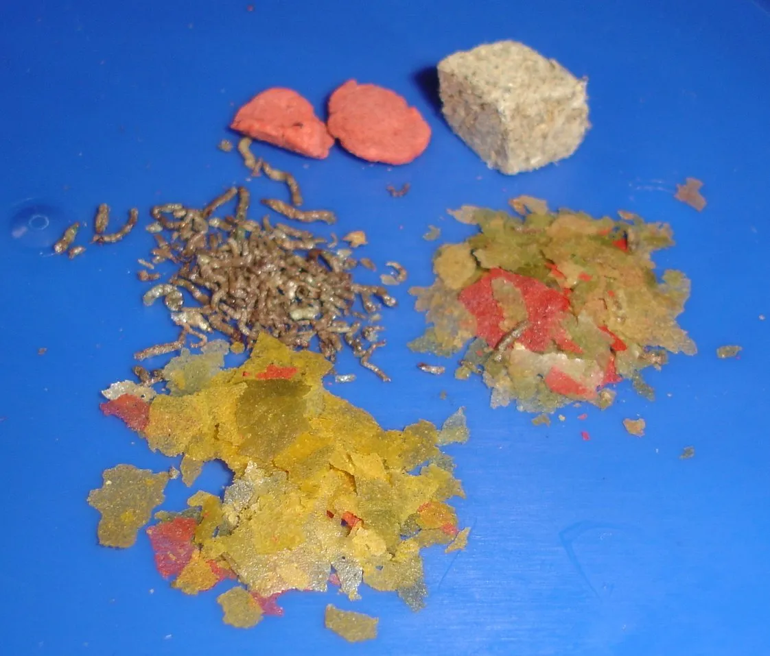 Distintos tipos de alimento seco para peces sobre una superficie azul