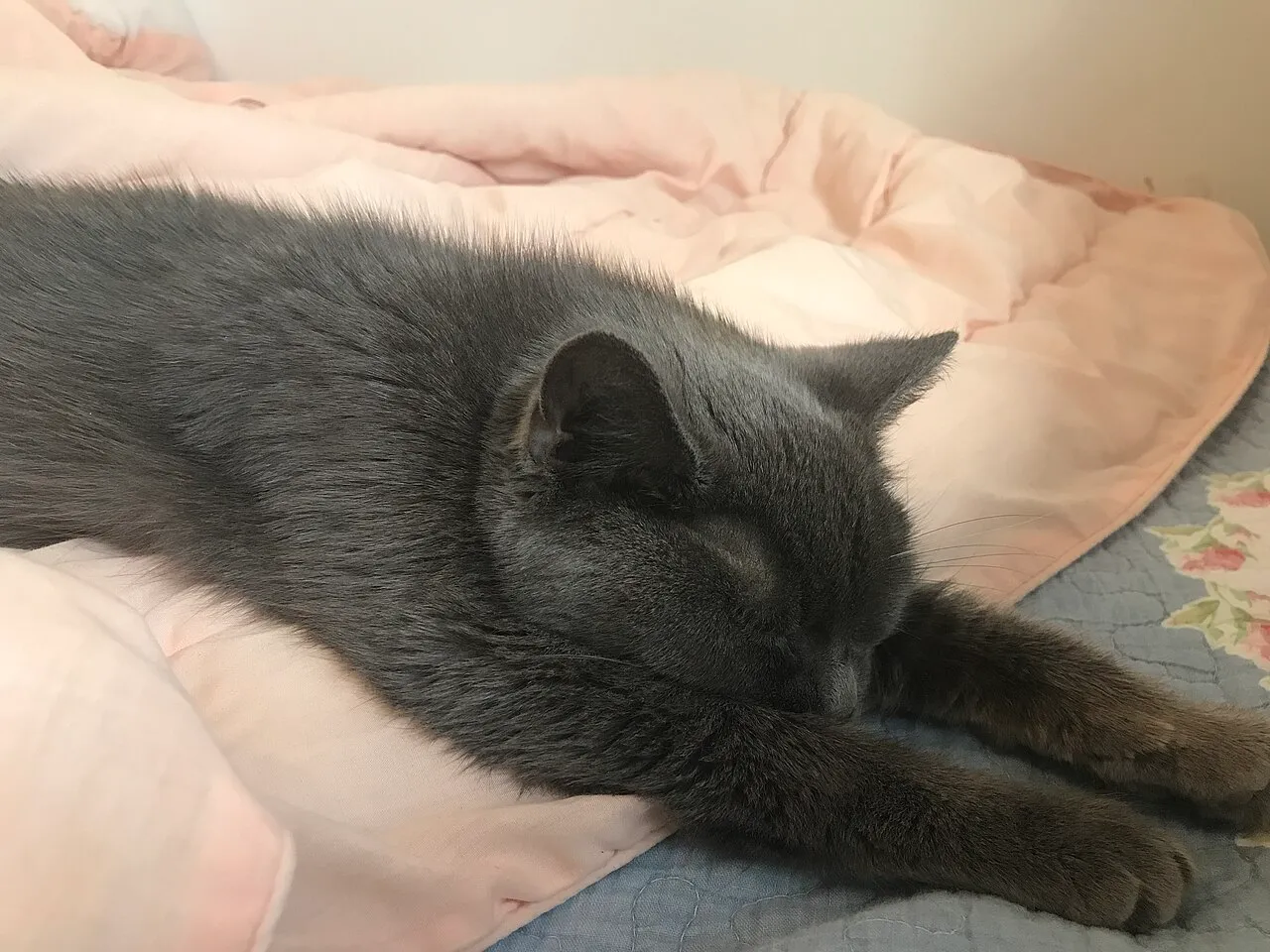 Gato gris de edad avanzada descansando dormido sobre una cama con mantas suaves