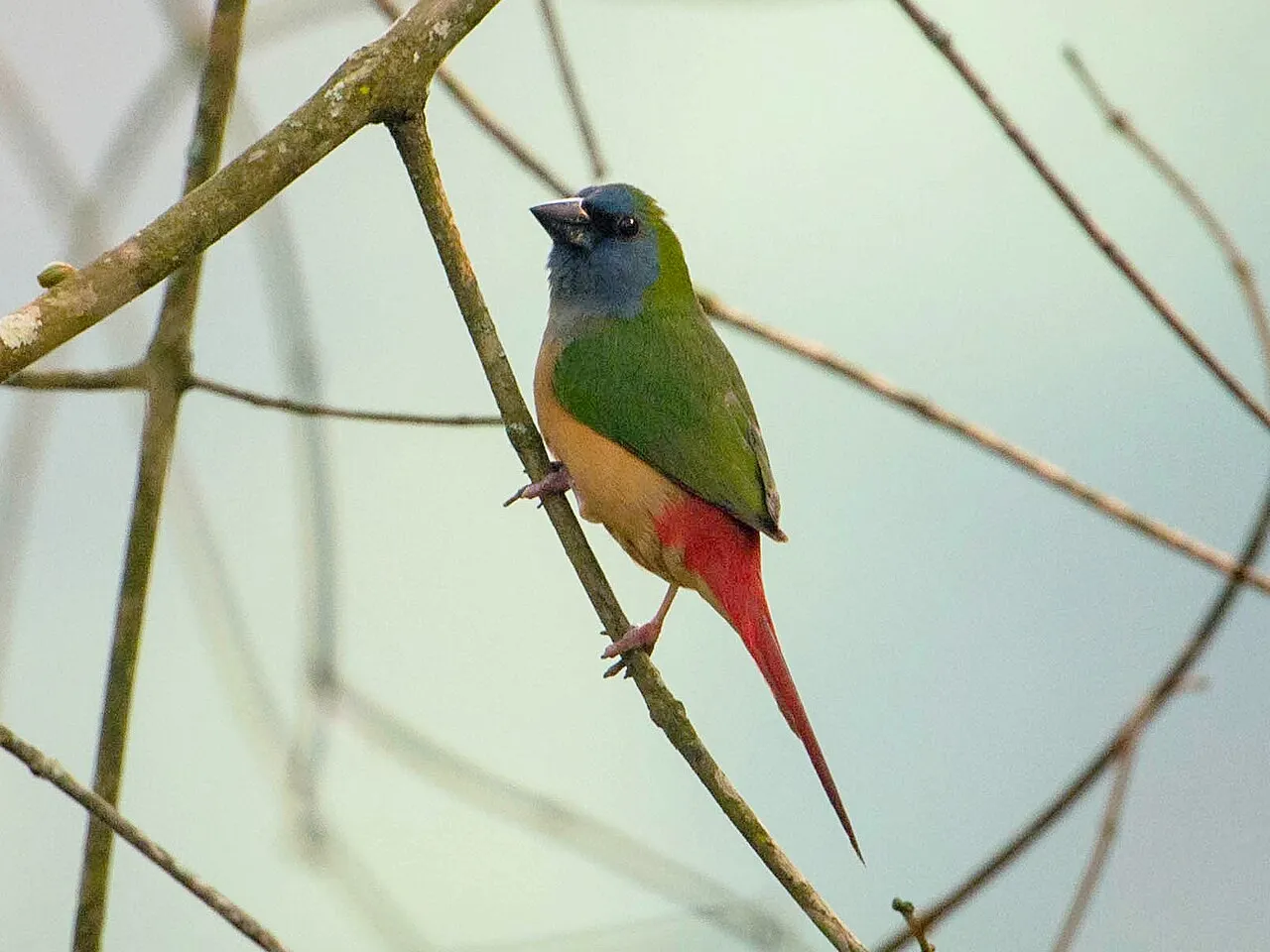 Foto de Diamante Papagayo (Pinzón Loro)