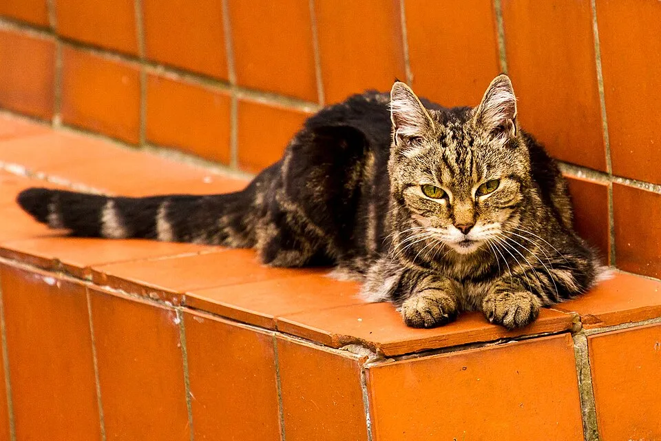Calculadora de edad del gato