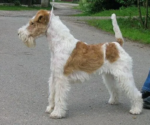 Foto de Fox Terrier