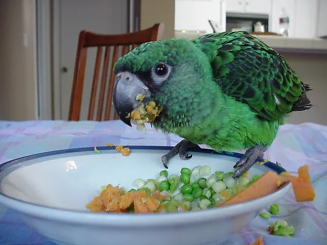 Perico verde comiendo chícharos y zanahoria fresca de un plato sobre la mesa
