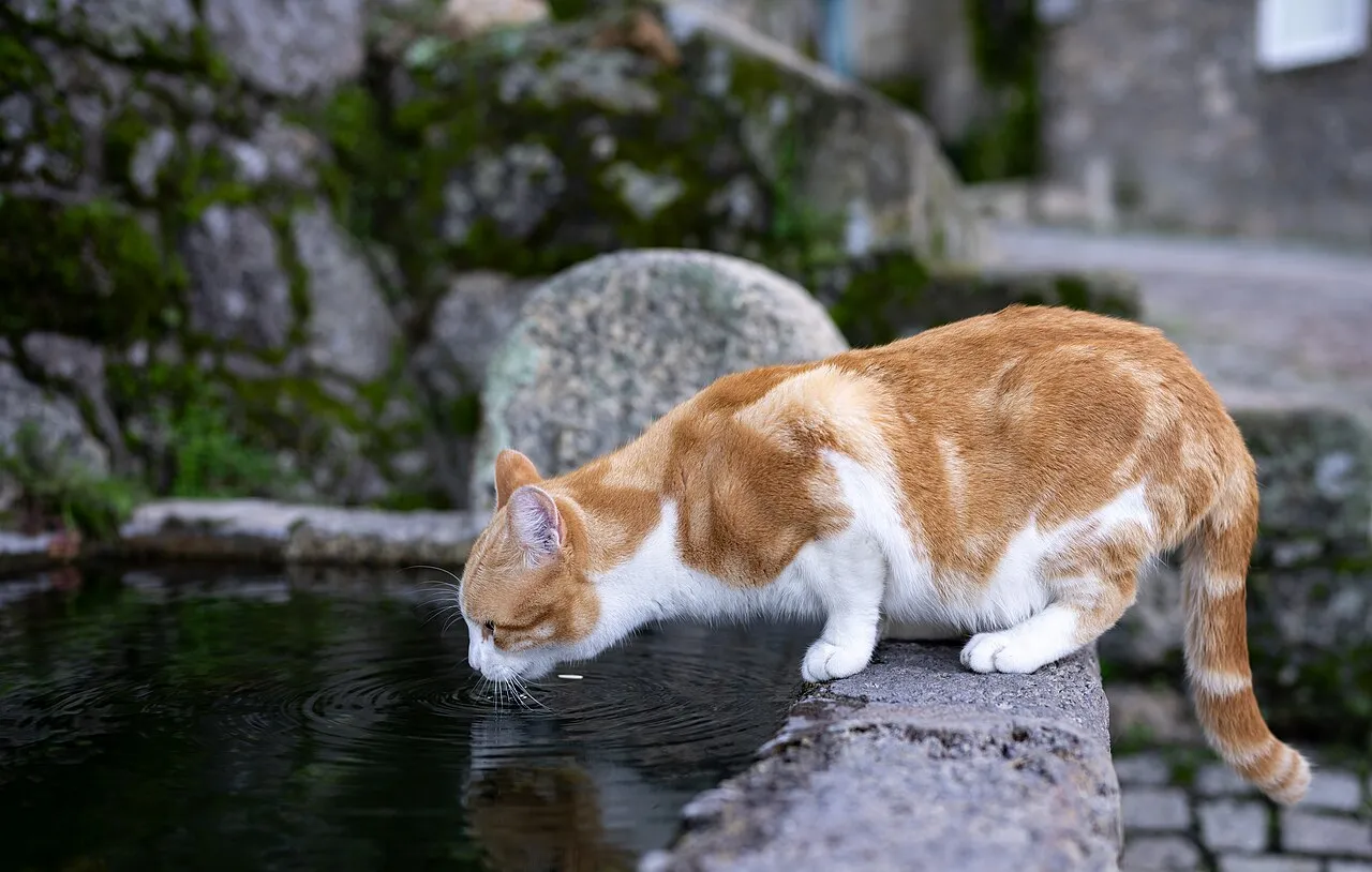 Gato naranja y blanco bebiendo agua de una fuente de piedra al aire libre
